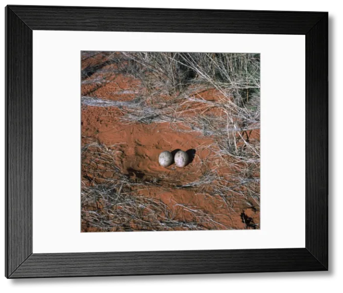Framed Print : Kori Bustard - nest with eggs - Kalahari desert - Southern Africa Framed Print : Kori Bustard - nest with eggs - Kalahari desert - Southern Africa