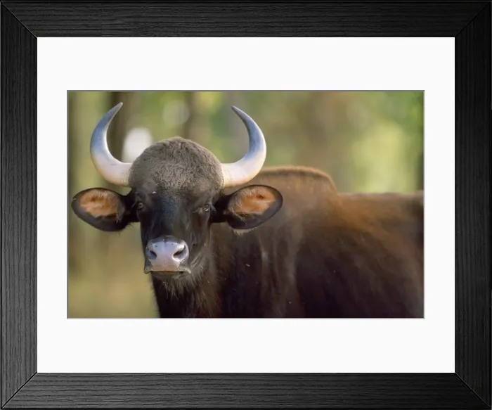 Framed Print : Gaur - showing horns India Framed Print : Gaur - showing horns India