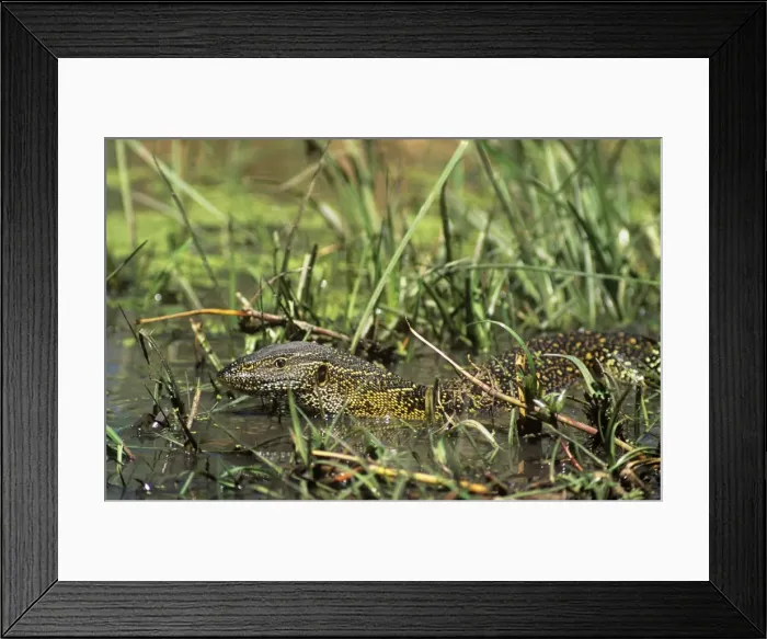 Framed Print : Nile Monitor Lizard Framed Print : Nile Monitor Lizard