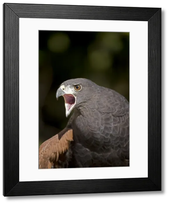 Framed Print : Harris's Hawk - Portrait - Captive - Unique among raptors for cooperative hunting - In US found only in Texas-Arizona and New Mexico