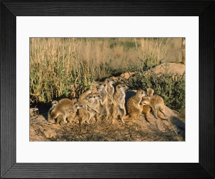 Framed Print : Suricate / Meerkat - troop sunbathing on a winter sunrise Framed Print : Suricate / Meerkat - troop sunbathing on a winter sunrise