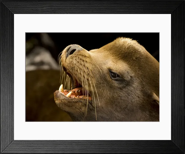 Framed Print : California Sea Lion - Portrait - Oregon - USA - Coastal sea lion of western North America - Intelligent and easily trained - Used by US Navy for certain military operations - Mainly found around the coast of California but also found up north to Framed Print : California Sea Lion - Portrait - Oregon - USA - Coastal sea lion of western North America - Intelligent and easily trained - Used by US Navy for certain military operations - Mainly found around the coast of California but also found up north to
