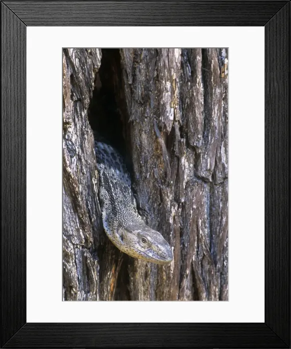 Framed Print : White-throated Monitor Lizard Framed Print : White-throated Monitor Lizard