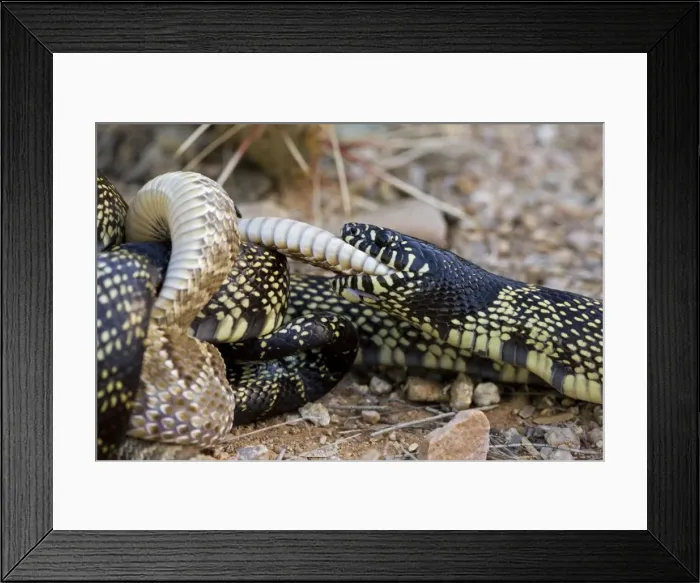 Framed Print : Common Kingsnake (Lampropeltus getula) eating Mohave Rattlesnake (Crotalus scutulatus) - Arizona - USA Framed Print : Common Kingsnake (Lampropeltus getula) eating Mohave Rattlesnake (Crotalus scutulatus) - Arizona - USA