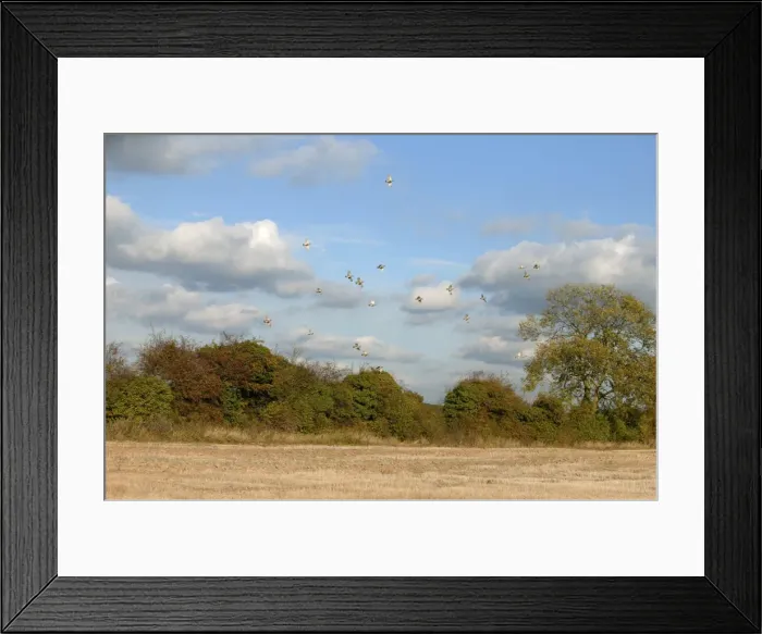 Framed Print : Grey Partridge - covery flying over Hawthorne hedge -November - Narborough Norfolk UK Framed Print : Grey Partridge - covery flying over Hawthorne hedge -November - Narborough Norfolk UK