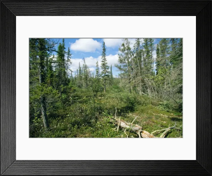 Framed Print : Canada - forest tundra North West Territory Framed Print : Canada - forest tundra North West Territory