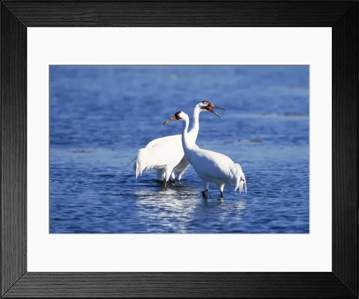 Framed Print : Whooping Crane - pair wading