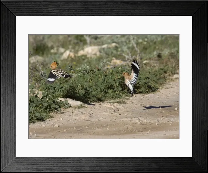 Framed Print : Hoopoe - Flying off dusty track - March - Trujillo - Spain Framed Print : Hoopoe - Flying off dusty track - March - Trujillo - Spain