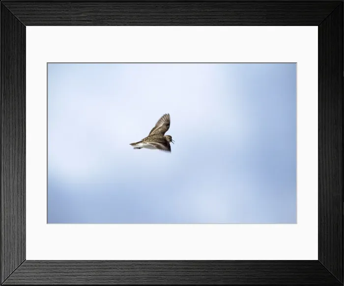 Framed Print : Temminck's Stint - display flight Framed Print : Temminck's Stint - display flight