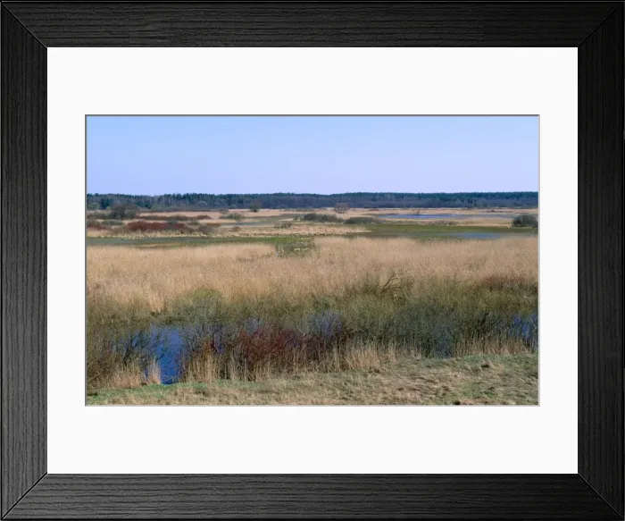 Framed Print : Poland - Biebrza Marshes North East Poland Framed Print : Poland - Biebrza Marshes North East Poland
