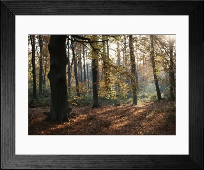 Framed Print : Common Beech Framed Print : Common Beech