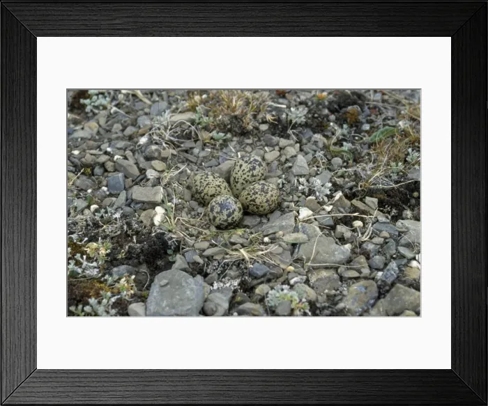 Framed Print : Grey Plover - nest & eggs Framed Print : Grey Plover - nest & eggs