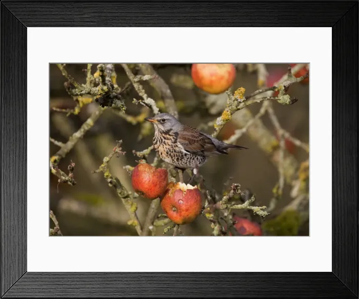 Framed Print : Fieldfare - feeding on apples in garden - Breckland Norfolk UK Framed Print : Fieldfare - feeding on apples in garden - Breckland Norfolk UK