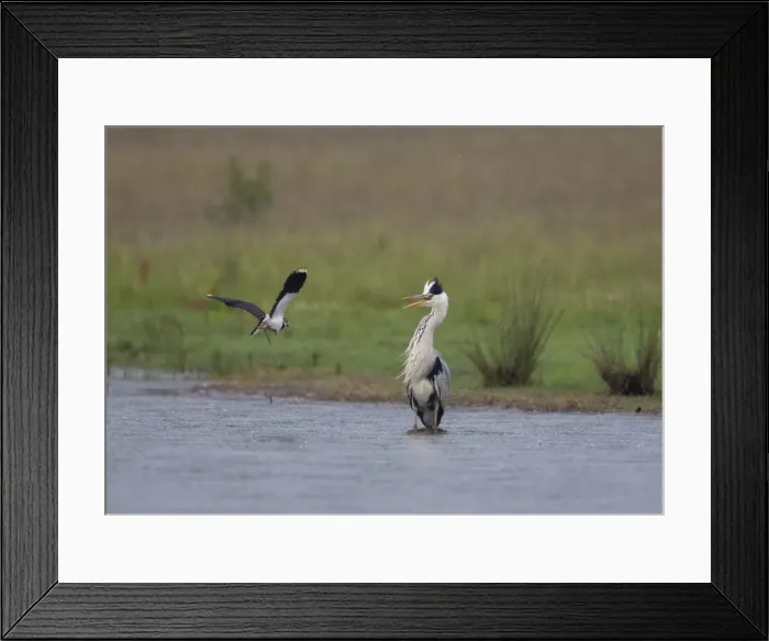 Framed Print : Grey Heron - Lapwing attacking Heron to drive it away from it's chick - June - Breckland - Norfolk - UK Framed Print : Grey Heron - Lapwing attacking Heron to drive it away from it's chick - June - Breckland - Norfolk - UK
