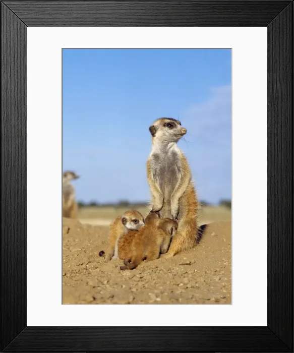 Framed Print : Suricate / Meerkat - young suckling Kalahari Desert, Africa Framed Print : Suricate / Meerkat - young suckling Kalahari Desert, Africa