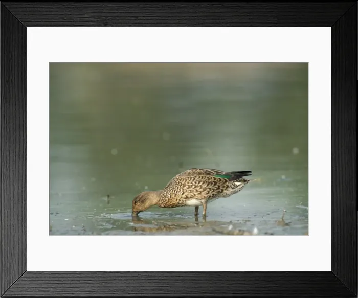 Framed Print : Teal Duck - female Framed Print : Teal Duck - female