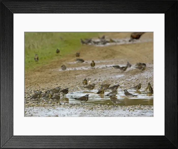 Framed Print : Fieldfare - bathing in puddle on farm track - Breckland - Norfolk - UK Framed Print : Fieldfare - bathing in puddle on farm track - Breckland - Norfolk - UK