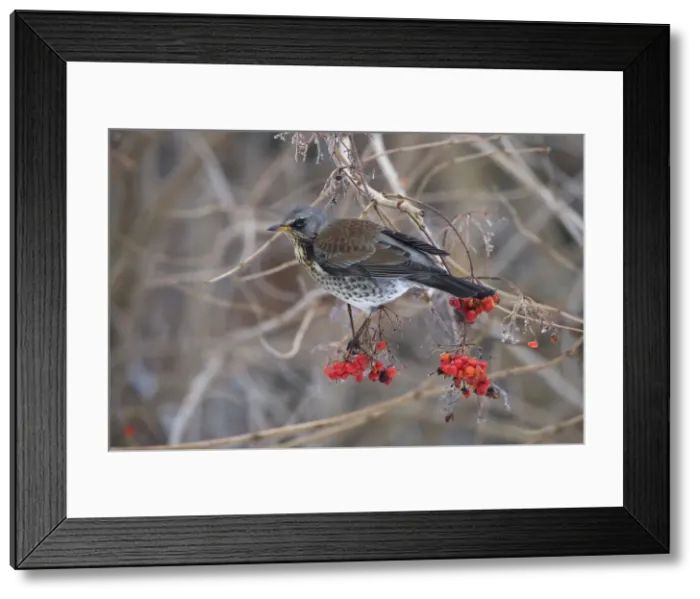 Framed Print : Fieldfare - feeding on gelder rose - Breckland Norfolk UK Framed Print : Fieldfare - feeding on gelder rose - Breckland Norfolk UK