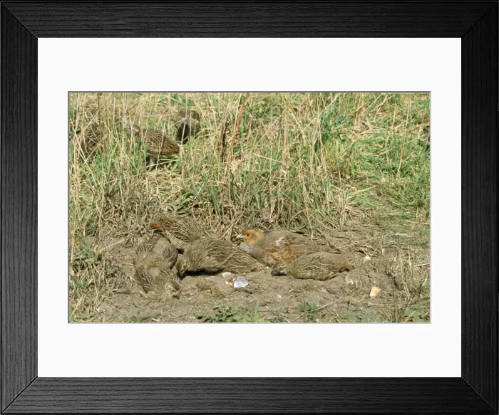 Framed Print : Grey Partridge - female & chicks dust bathing Framed Print : Grey Partridge - female & chicks dust bathing