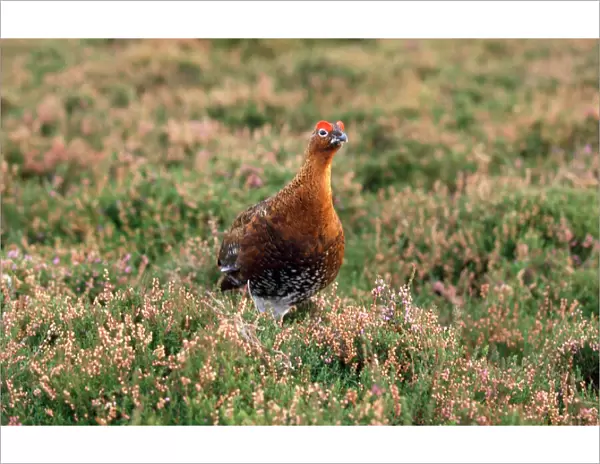 Red Grouse - male