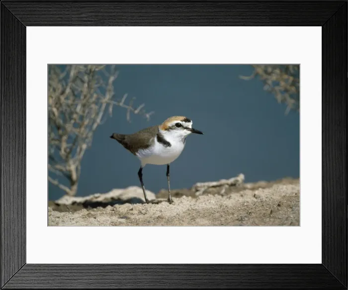 Framed Print : Kentish Plover - male Framed Print : Kentish Plover - male