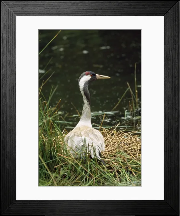 Framed Print : Common Crane - on nest Framed Print : Common Crane - on nest