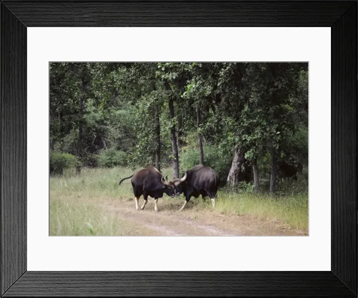 Framed Print : Gaur - bulls sparring Framed Print : Gaur - bulls sparring