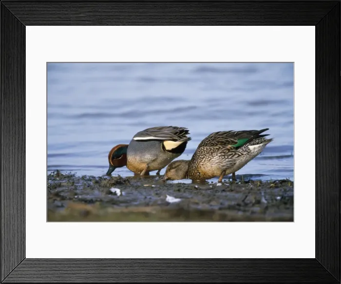 Framed Print : Teal Duck - pair feeding Framed Print : Teal Duck - pair feeding