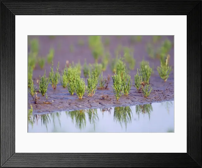Framed Print : Common Glasswort / Marsh Samphire - at water's edge Framed Print : Common Glasswort / Marsh Samphire - at water's edge