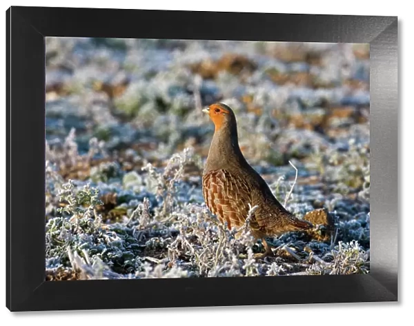 Grey Partridge -male standing in frost covered grassland - February - Gooderstone - Norfolk - UK