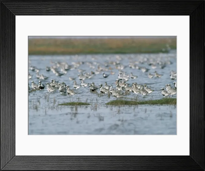 Framed Print : Grey Plover - flock