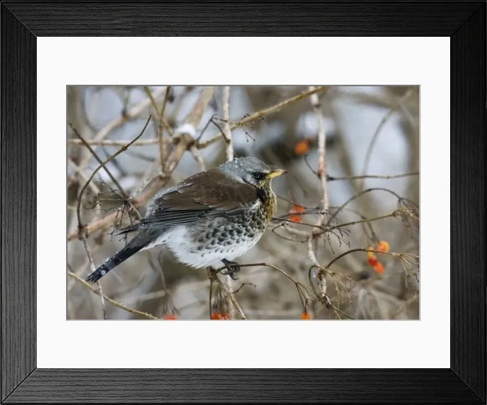 Framed Print : Fieldfare - perched in gelder rose bush, winter time - Breckland - Norfolk - UK Framed Print : Fieldfare - perched in gelder rose bush, winter time - Breckland - Norfolk - UK