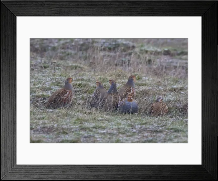 Framed Print : Grey Partridge Covey on frost covered grassland early morning, November. Narborough, Norfolk, U. k Framed Print : Grey Partridge Covey on frost covered grassland early morning, November. Narborough, Norfolk, U. k