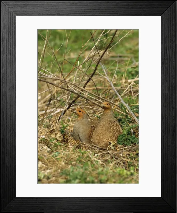 Framed Print : Grey Partridge - cock left & hen right with newly fledged chicks Framed Print : Grey Partridge - cock left & hen right with newly fledged chicks