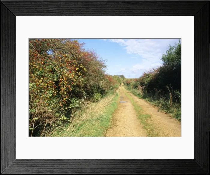 Framed Print : Hedgerow Breckland Lane, Norfolk, UK Framed Print : Hedgerow Breckland Lane, Norfolk, UK