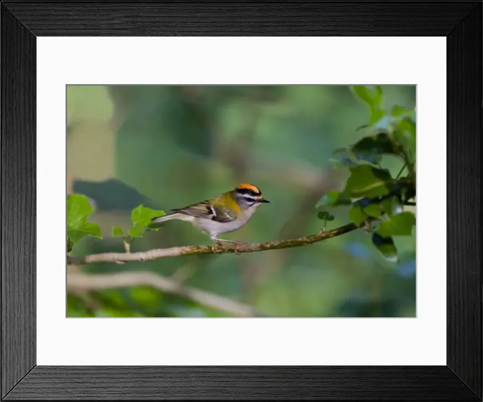 Framed Print : Firecrest - showing crest in woodland - North Norfolk - UK Framed Print : Firecrest - showing crest in woodland - North Norfolk - UK