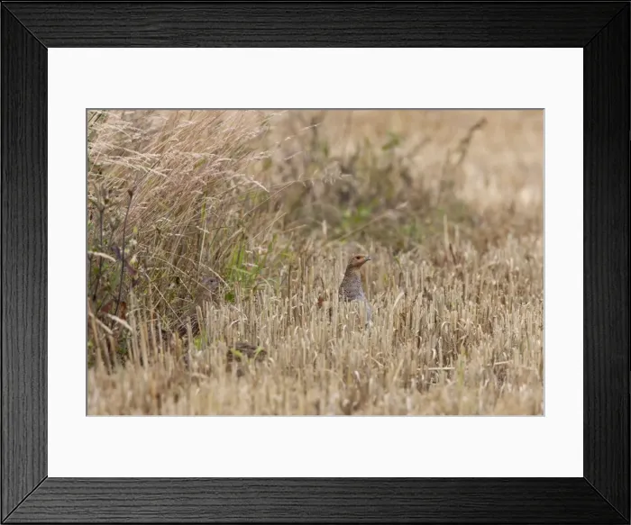 Framed Print : Grey Partridge - female on edge of barley stubble field with young - July - Gooderstone Noroflk UK Framed Print : Grey Partridge - female on edge of barley stubble field with young - July - Gooderstone Noroflk UK