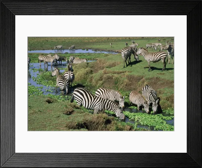 Framed Print : Burchell's Zebra - drinking from Mara River - Masai Mara National Park - Africa Framed Print : Burchell's Zebra - drinking from Mara River - Masai Mara National Park - Africa