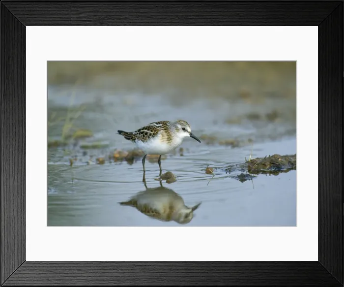 Framed Print : Little Stint Framed Print : Little Stint