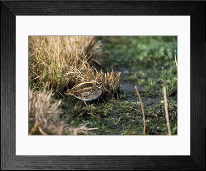 Framed Print : Jack Snipe Framed Print : Jack Snipe