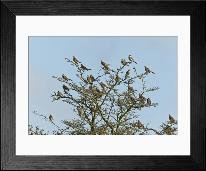 Framed Print : Fieldfare - flock perched on Hawthorn bush - Breckland - Norfolk - UK Framed Print : Fieldfare - flock perched on Hawthorn bush - Breckland - Norfolk - UK