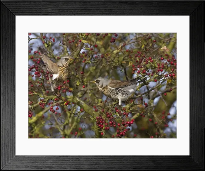 Framed Print : Fieldfare - feeding on hawthorn berries in Autumn - Breckland - Norfolk - UK Framed Print : Fieldfare - feeding on hawthorn berries in Autumn - Breckland - Norfolk - UK