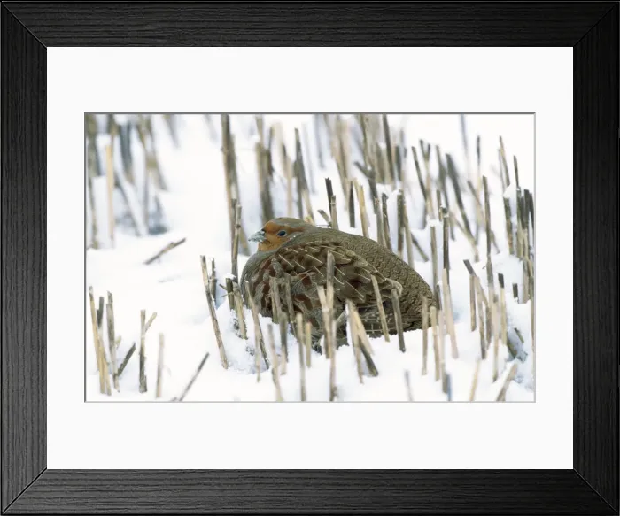 Framed Print : Partridge - in snow Framed Print : Partridge - in snow