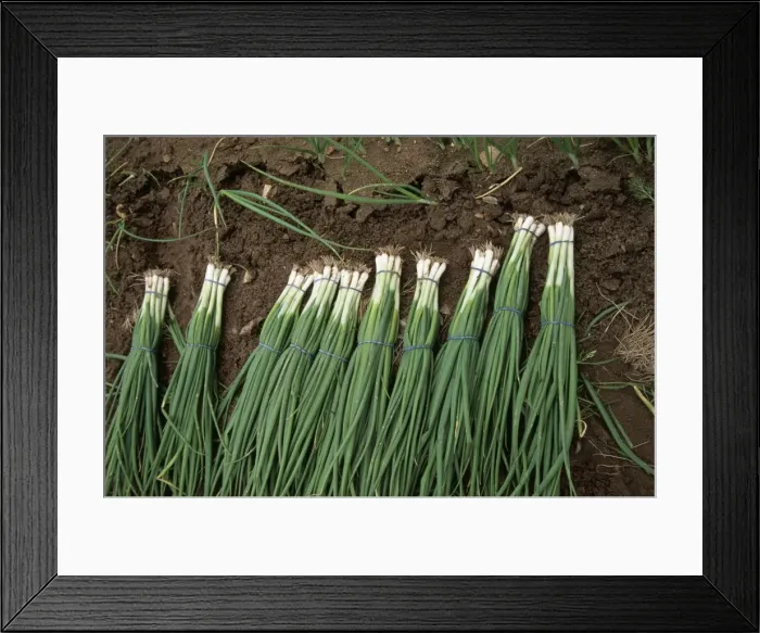 Framed Print : Spring Onion CK 3534 In Bunches © Chris Knights / ARDEA LONDON Framed Print : Spring Onion CK 3534 In Bunches © Chris Knights / ARDEA LONDON