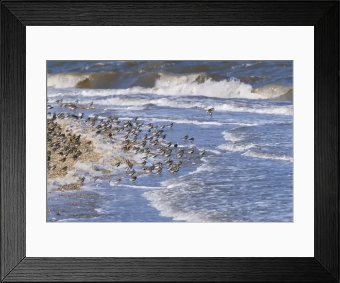 Framed Print : Dunlin - at incoming tide Framed Print : Dunlin - at incoming tide