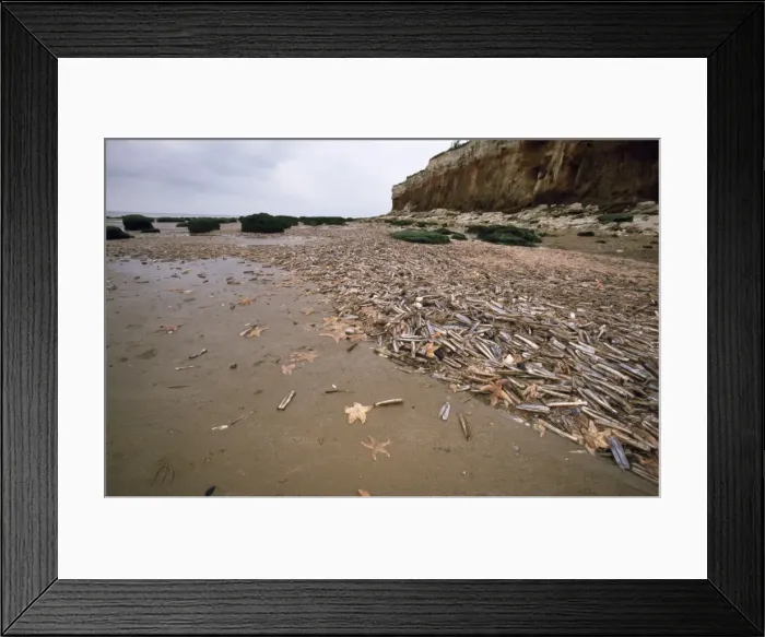 Framed Print : Shell strewn beach - after storm Norflok UK Framed Print : Shell strewn beach - after storm Norflok UK