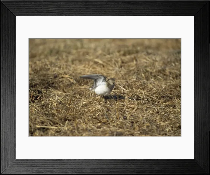 Framed Print : Temminck's Stint - display flight Framed Print : Temminck's Stint - display flight