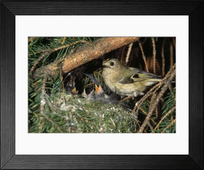Framed Print : Goldcrest - at nest with young Framed Print : Goldcrest - at nest with young
