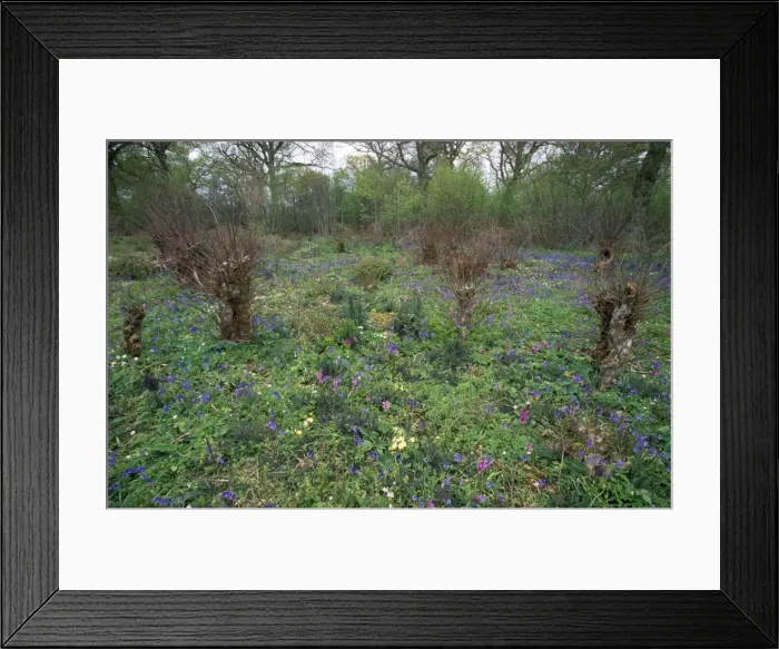 Framed Print : Coppice Flowers Norfolk, UK Framed Print : Coppice Flowers Norfolk, UK