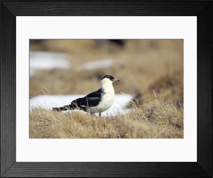Framed Print : Pomarine Skua Framed Print : Pomarine Skua